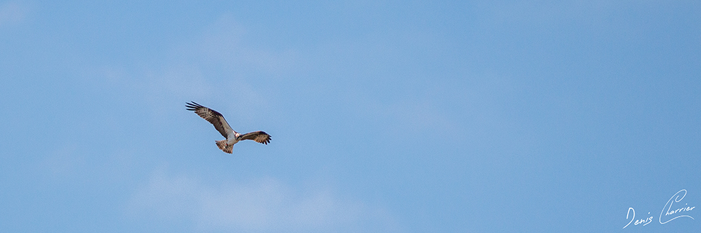 Balbuzard pêcheur au dessus de la Loire